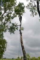 Проведение работ по обрезке веток, кронированию - Изображение #3, Объявление #845259