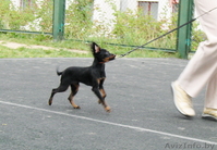 Продаются подрощенные щенки русского тоя (той терьер) - Изображение #2, Объявление #996515