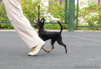 Продаются подрощенные щенки русского тоя (той терьер) - Изображение #3, Объявление #996515