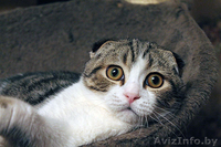 шотландский вислоухий котенок - Изображение #1, Объявление #1004974