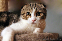 шотландский вислоухий котенок - Изображение #2, Объявление #1004974