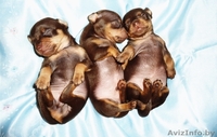 Щенки той-терьера - Изображение #1, Объявление #1005166
