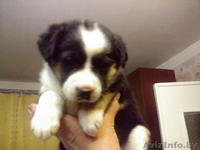 Ищем хозяина для щенка в дар  - Изображение #3, Объявление #1014287