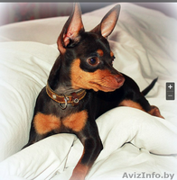 Щенки той-терьера - Изображение #4, Объявление #1005166