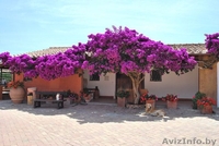 продам бугенвилию - Изображение #3, Объявление #1001491