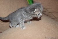Продам очаровательного котенка  - Изображение #1, Объявление #1024479