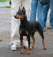 Немецкий пинчер. щенки - Изображение #1, Объявление #1017938