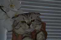 Шотландский вислоухий кот  окраса Вискас приглашает подругу в гости. - Изображение #4, Объявление #1027433