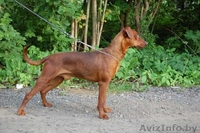 Немецкий пинчер. щенки - Изображение #2, Объявление #1017938