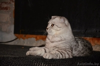 Шотландский вислоухий кот  окраса Вискас приглашает подругу в гости. - Изображение #3, Объявление #1027433