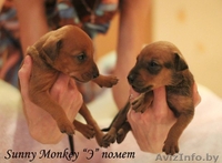 Немецкий пинчер. щенки - Изображение #6, Объявление #1017938