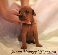 Немецкий пинчер. щенки - Изображение #7, Объявление #1017938