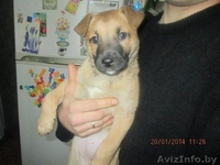 Красавица-щенулька в самые добрые руки - Изображение #2, Объявление #1031393