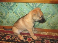 Красавица-щенулька в самые добрые руки - Изображение #3, Объявление #1031393