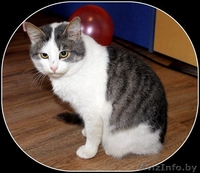 Коты-подростки ищут новый дом - Изображение #2, Объявление #1031596