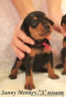 Немецкий пинчер. щенки - Изображение #8, Объявление #1017938