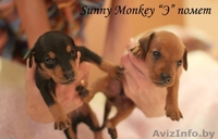 Немецкий пинчер. щенки - Изображение #3, Объявление #1017938