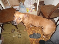 Ника - стаффордширский терьер в дар - Изображение #1, Объявление #1031394