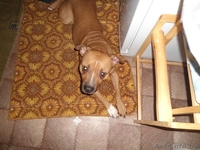 Ника - стаффордширский терьер в дар - Изображение #2, Объявление #1031394