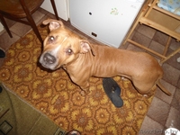 Ника - стаффордширский терьер в дар - Изображение #3, Объявление #1031394