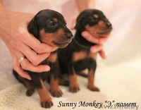 Немецкий пинчер. щенки - Изображение #5, Объявление #1017938