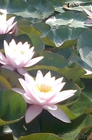 Водная лилия -нимфея - Изображение #1, Объявление #1097299