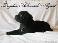 Элитные щенки итальянского кане корсо - Изображение #5, Объявление #1123905