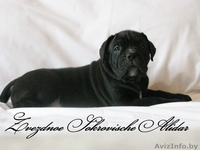 Элитные щенки итальянского кане корсо - Изображение #3, Объявление #1123905