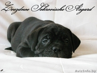 Элитные щенки итальянского кане корсо - Изображение #6, Объявление #1123905