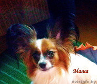 Высокопородные щенки папильонов от чемпионов - Изображение #2, Объявление #1117090