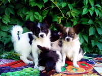 Высокопородные щенки папильонов от чемпионов - Изображение #4, Объявление #1117090