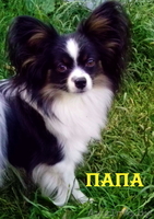 Высокопородные щенки папильонов от чемпионов - Изображение #1, Объявление #1117090