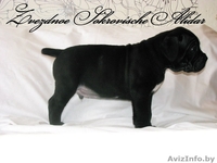 Элитные щенки итальянского кане корсо - Изображение #4, Объявление #1123905