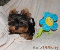 Щенок йоркширского терьера  мини кабель - Изображение #2, Объявление #1134333