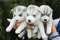 Хаски, шикарный импортный кобель для вязки - Изображение #1, Объявление #1146613