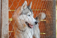 Хаски, шикарный импортный кобель для вязки - Изображение #4, Объявление #1146613