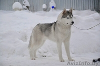 Хаски, шикарный импортный кобель для вязки - Изображение #3, Объявление #1146613