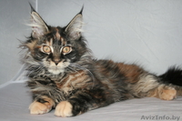 Котята мейн-кун из питомника - Изображение #1, Объявление #1168287