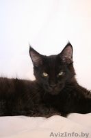 Котята мейн-кун из питомника - Изображение #3, Объявление #1168287