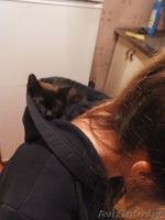 маленький котёнок ищет хороших добрых людей, кому подарить свою ласку! - Изображение #4, Объявление #1165493