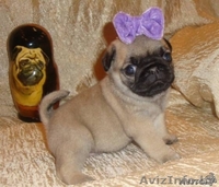 Продам  щеночков мопса. Срочно! - Изображение #2, Объявление #1185831