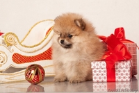 Щенки померанский шпиц карликовый от родителей чемпионов - Изображение #1, Объявление #1197355