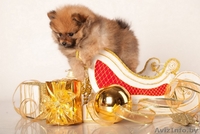 Щенки померанский шпиц карликовый от родителей чемпионов - Изображение #2, Объявление #1197355