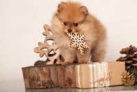 Щенки померанский шпиц карликовый от родителей чемпионов - Изображение #3, Объявление #1197355