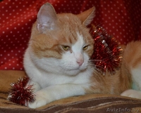 Ласковое рыже-белое солнышко отдается в самые лучшие ручки! - Изображение #4, Объявление #1202041