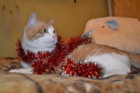 Ласковое рыже-белое солнышко отдается в самые лучшие ручки! - Изображение #3, Объявление #1202041