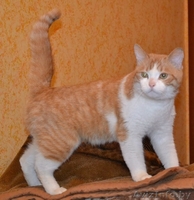 Ласковое рыже-белое солнышко отдается в самые лучшие ручки! - Изображение #5, Объявление #1202041