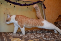 Ласковое рыже-белое солнышко отдается в самые лучшие ручки! - Изображение #8, Объявление #1202041