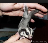 Белочка летяга Поссумы  - Изображение #1, Объявление #1241948