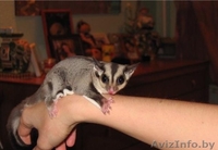 Белочка летяга Поссумы  - Изображение #2, Объявление #1241948